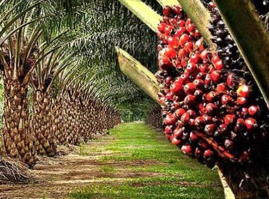 Palm Oil Production in Nigeria: How to Maximize Profits