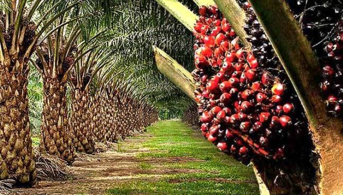 Palm Oil Production in Nigeria: How to Maximize Profits