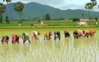 Rice Farming in Nigeria: A Profitable Business Opportunity