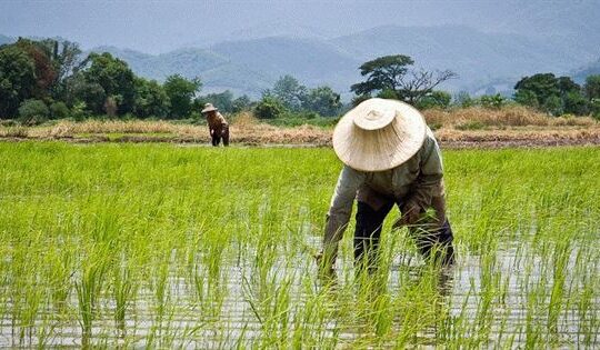 Rice Farming in Nigeria: A Profitable Business Opportunity