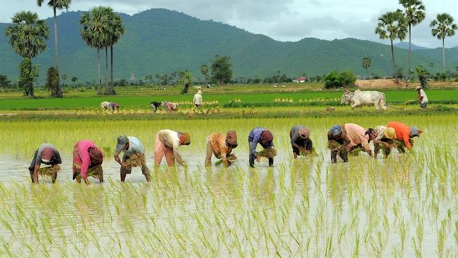 Rice Farming in Nigeria: A Profitable Business Opportunity