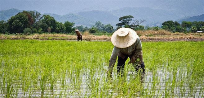 Rice Farming in Nigeria: A Profitable Business Opportunity