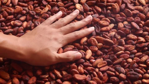 Step-by-Step Guide to Cocoa Farming in Nigeria