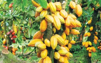 Step-by-Step Guide to Cocoa Farming in Nigeria