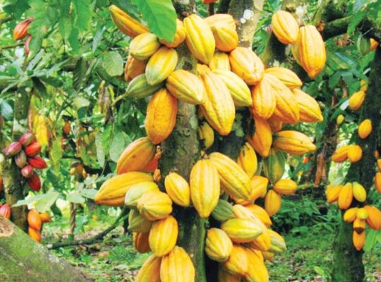 Step-by-Step Guide to Cocoa Farming in Nigeria