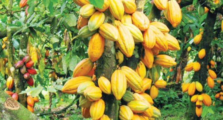 Step-by-Step Guide to Cocoa Farming in Nigeria