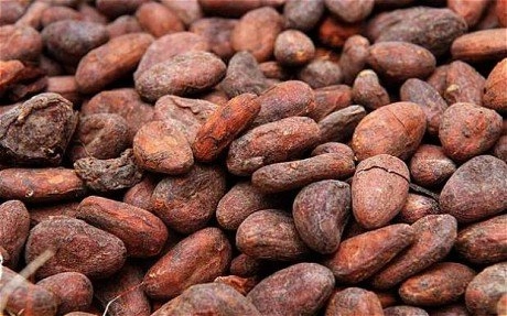 Step-by-Step Guide to Cocoa Farming in Nigeria