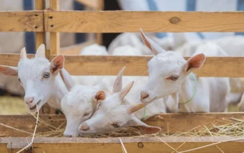The Business of Goat Farming in Nigeria: Is It Worth It?