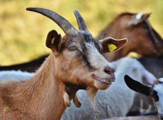 The Business of Goat Farming in Nigeria: Is It Worth It?