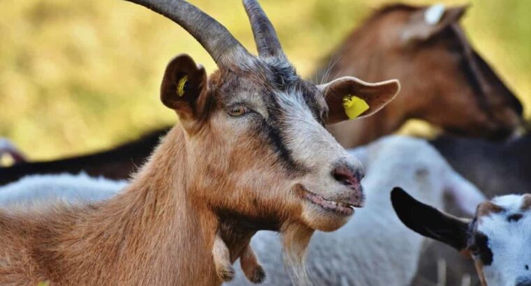 The Business of Goat Farming in Nigeria: Is It Worth It?