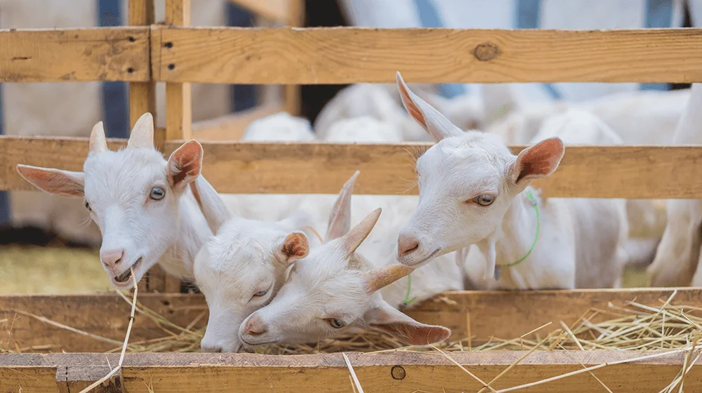 The Business of Goat Farming in Nigeria: Is It Worth It?