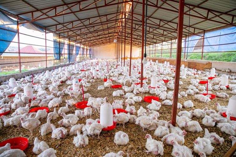 The Ultimate 2025 Guide: Cost Breakdown of Starting a Poultry Farm in Nigeria