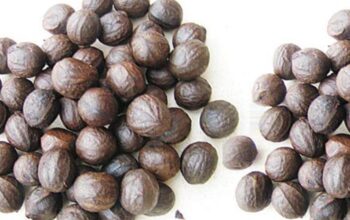 The Ultimate Guide to Walnut Farming in Nigeria: From Seed to Profit