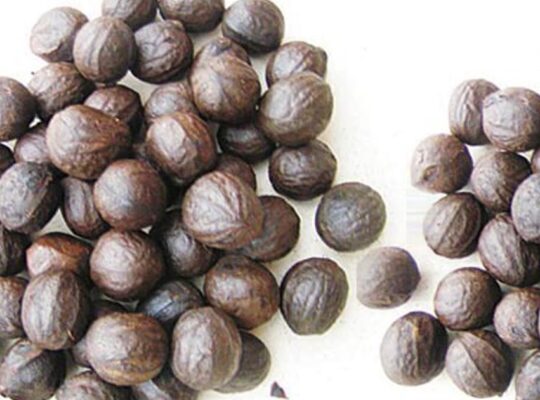 The Ultimate Guide to Walnut Farming in Nigeria: From Seed to Profit