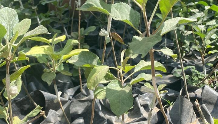 Apple seedlings